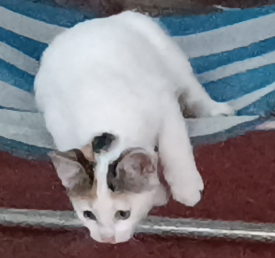 picture of a white kitten, she's white, with black and orange spots on here head, she's so cute